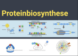 *Ebook Proteinbiosynthese (15 MB) - Schullizenz
