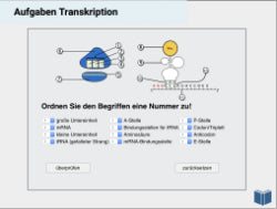 *Ebook Proteinbiosynthese (15 MB) - Schullizenz