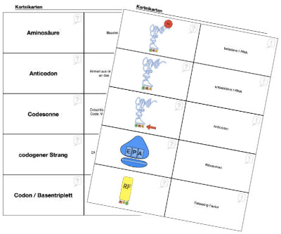 Proteinbiosynthese - ein Lernparcours (Einzellizenz) 93 MB