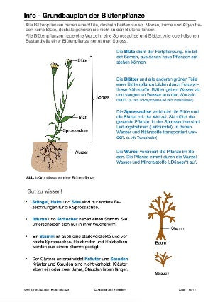 Botanik: Grundbauplan Blütenpflanzen (80 MB)