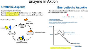 Enzyme - Proteine in Aktion - komplett (Einzellizenz)