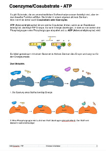 Enzyme - Proteine in Aktion - komplett (Einzellizenz)