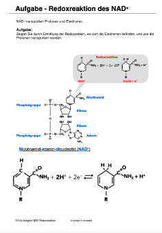 Glykolyse (122 MB)