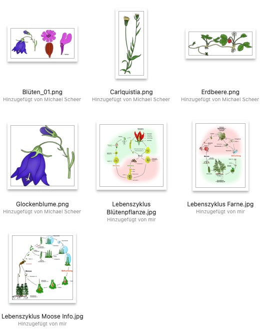 Bilder von Pflanzen