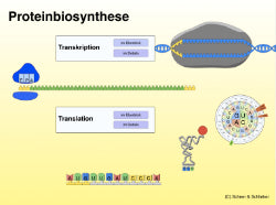 Animation Proteinbiosynthese