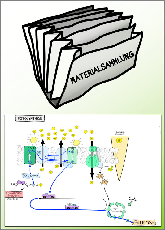 Fotosynthese und Zellatmung - Energiequellen Teil 2 - komplett (Einzellizenz)