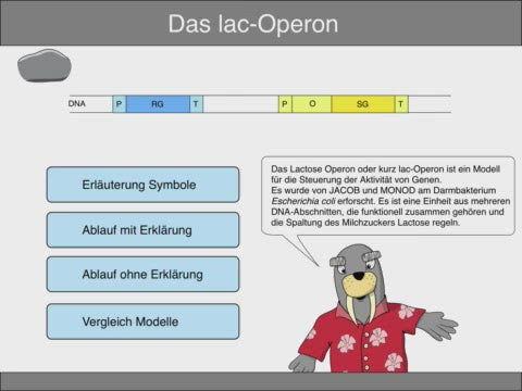 Animation lac-Operon (Schullizenz 1,1 MB)