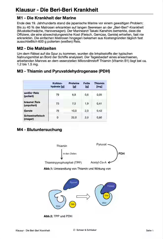 Die Beri-Beri Krankheit -Enzyme