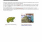 Verhaltensbiologie - Laichwanderung von Amphibien