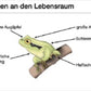 Was ist Evolutionsökologie? (49 MB)