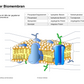 Bau der Biomembran (45 MB)