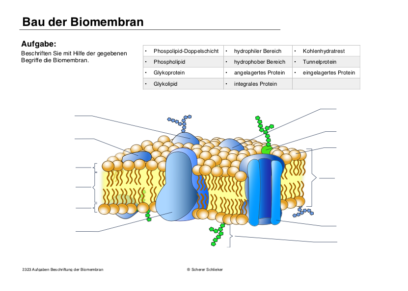 Bau der Biomembran (45 MB)