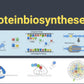 *Ebook Proteinbiosynthese (15 MB) - Schullizenz