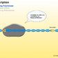 Proteinbiosynthese - ein Lernparcours (Einzellizenz) 93 MB