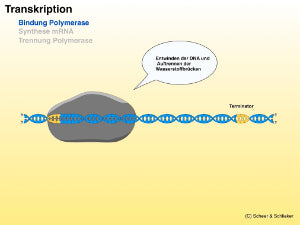 Proteinbiosynthese - ein Lernparcours (Einzellizenz) 93 MB