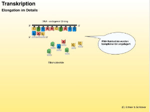 Proteinbiosynthese - ein Lernparcours (Einzellizenz) 93 MB
