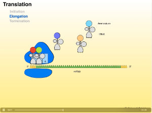 Proteinbiosynthese - ein Lernparcours (Einzellizenz) 93 MB