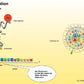 Proteinbiosynthese - ein Lernparcours (Einzellizenz) 93 MB