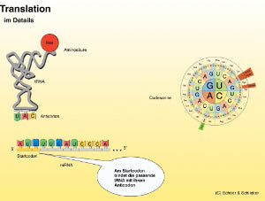 Proteinbiosynthese - ein Lernparcours (Einzellizenz) 93 MB