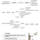 Proteinbiosynthese - ein Lernparcours (Einzellizenz) 93 MB