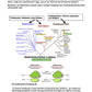 Proteinbiosynthese - ein Lernparcours (Einzellizenz) 93 MB