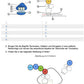 Proteinbiosynthese - ein Lernparcours (Einzellizenz) 93 MB