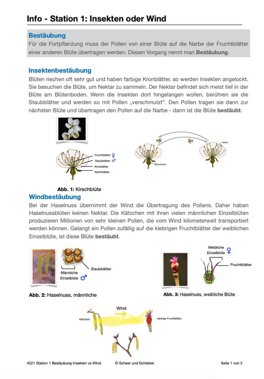 Botanik: Bestäubung und Befruchtung - Stationsarbeit (131 MB)