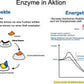 Enzyme - Proteine in Aktion - komplett (Einzellizenz)