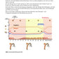 Hormonsystem Jahrgang 7 bis 10 (24 MB)