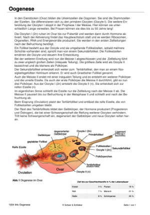 Mitose und Meiose (Einzellizenz) 33MB