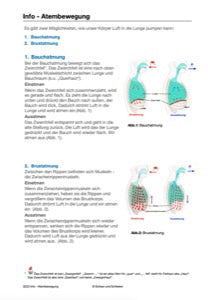 Blutkreislauf - komplett (216 MB)