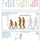 Evolution des Menschen (226 MB)