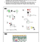 Fotosynthese