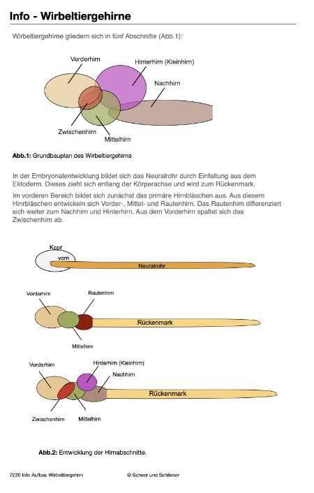 Evolution des Menschen (226 MB)