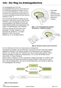 Gehirn und Gedächtnis (47 MB)