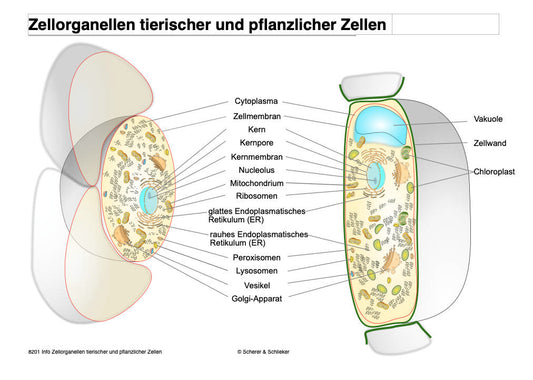 Eukaryoten (Einzellizenz) 130 MB