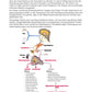 Hormonsystem Jahrgang 7 bis 10 (24 MB)