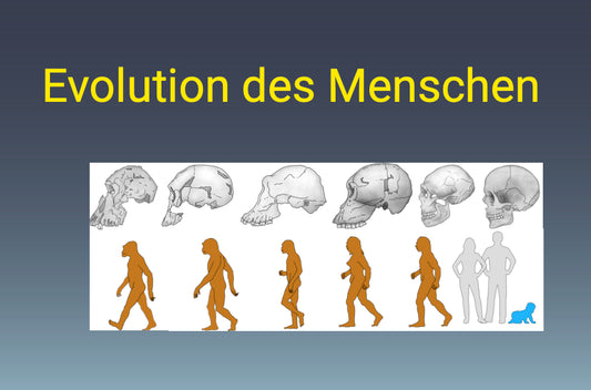 Evolution des Menschen (18 MB) - Schullizenz