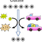 Glykolyse (122 MB)