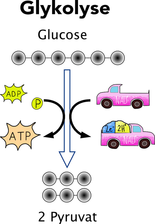 Glykolyse (122 MB)