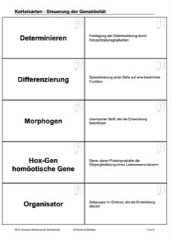 Steuerung der Embryonalentwicklung (361 MB)