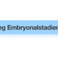 Zellzyklus und Embryonalstadien (156 MB)
