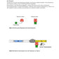 Genregulation (34 MB)