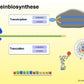 Animation Proteinbiosynthese