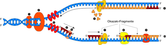 Replikation der DNA