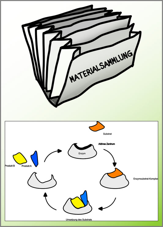 Enzyme - Proteine in Aktion - komplett (Einzellizenz)