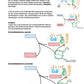 Chemosynthese (188 MB)