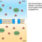 Diffusion und Osmose (170 MB)