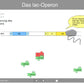 Animation lac-Operon (Einzellizenz 1,1 MB)