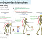 Evolution des Menschen (18 MB) - Einzellizenz